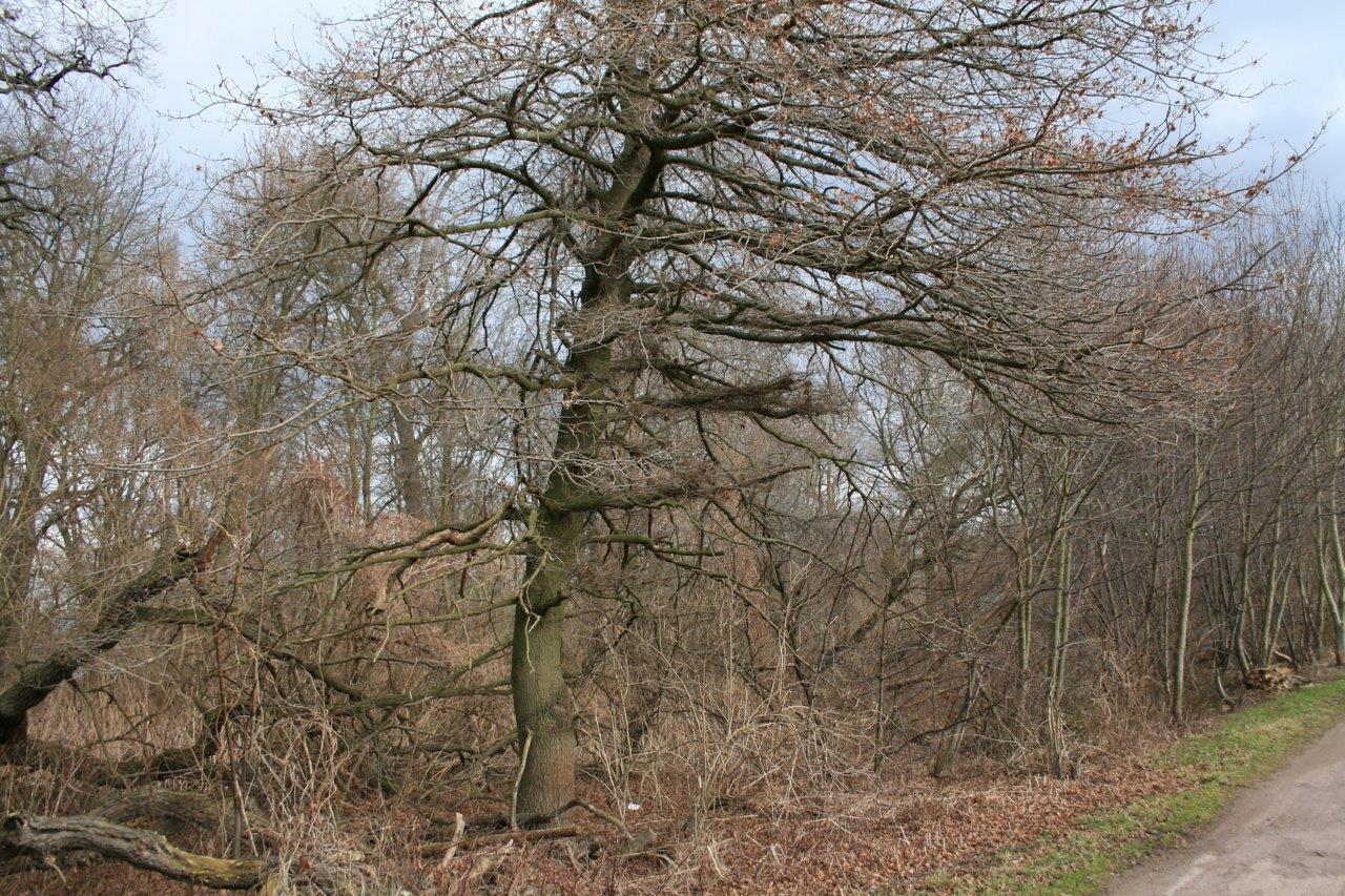 39-Rabeninsel Nordostteil Auenwald In Richtung Nordwesten Gegenüber Wiese Mit Kopfweiden Blick Von westen