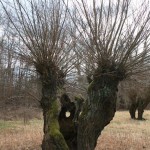 40-Rabeninsel Nordteil Richtung Süden Wiese Mit Kopfweiden