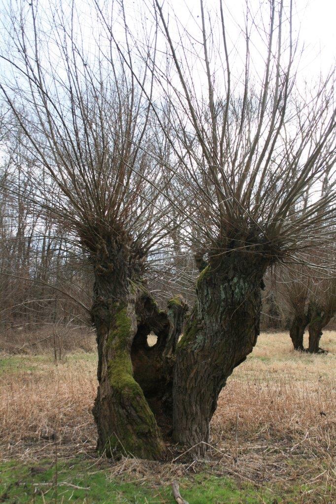 40-Rabeninsel Nordteil Richtung Süden Wiese Mit Kopfweiden