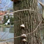 41-Saaleuferweg Östlich Pulverweiden Mit Blick Zu Saale