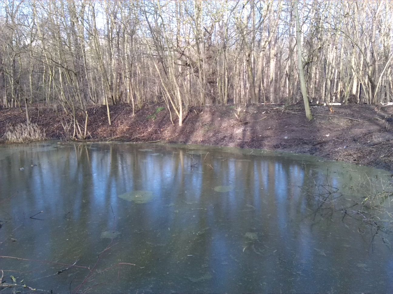 7-Blick Vom Südufer Amphibienlaichgewässer Zu Nordufer & NSG Peißnitz Nord