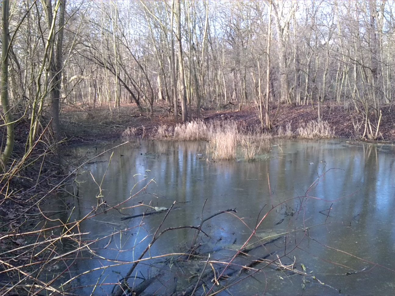 8-Blick Vom Südufer Amphibienlaichgewässer Zu Westufer