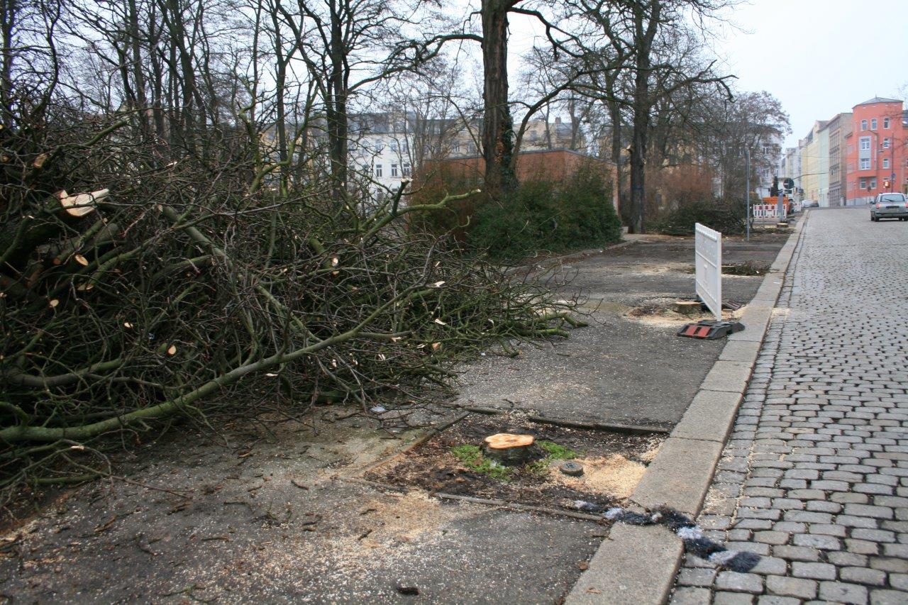 Fällungen Am Steintor 05