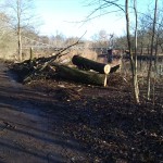 11-Gefällte Hybridpappel Ostrand Mittelteil Peißnitz Blick Zu Saale & Peißnitzbrücke Nach Nordosten (2)