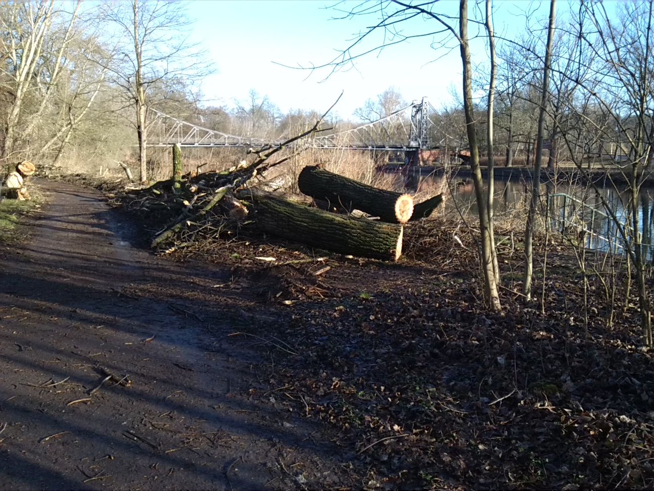 11-Gefällte Hybridpappel Ostrand Mittelteil Peißnitz Blick Zu Saale & Peißnitzbrücke Nach Nordosten (2)