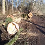 12-Gefällte Hybridpappel Ostrand Mittelteil Peißnitz Blick Entlang Saaleuferweg Nach Norden (3)