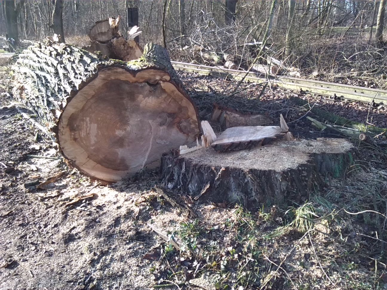 2-Gefällte Hybridpappel Ostrand Mittelteil Peißnitz (2)