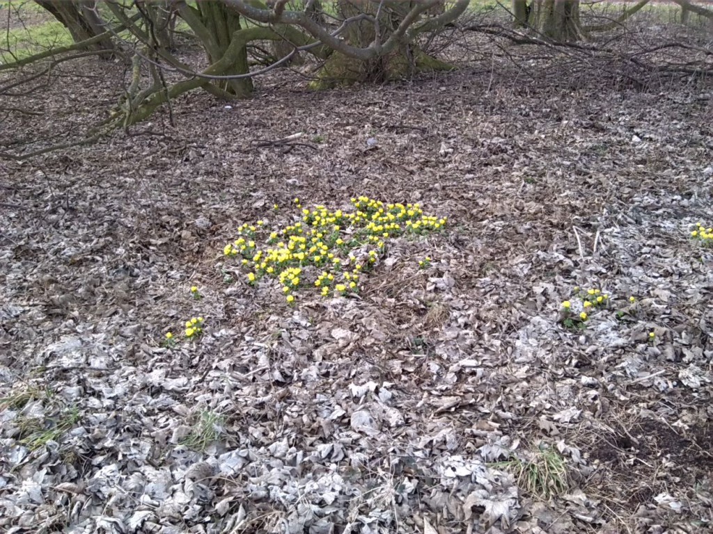 2-Niemberg Winterlinge Nördlich Burgstetten (1)