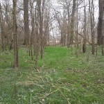 24-Auenwald Bei Gniebendorf Nordwestteil Blick Nach Südosten (2)