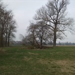 28-Auenwald Bei Gniebendorf Ostrand Blick Zu Hybridpappe ln Nach Nordosten (1)