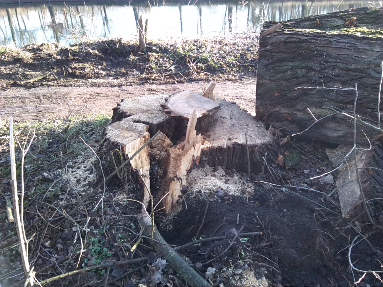 3-Gefällte Hybridpappel Ostrand Mittelteil Peißnitz Blick Zu Saale Nach Osten (1)