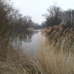 32-Saalealtarme Nordöstlich Großkorbetha Blick Nach Nordosten Flussabwärts (2)