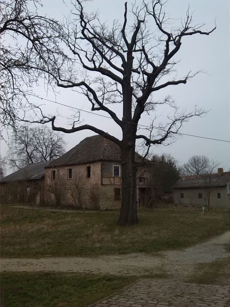 39-Stieleiche & Hausruine Westlich Bad Dürrenberg Vesta (1)