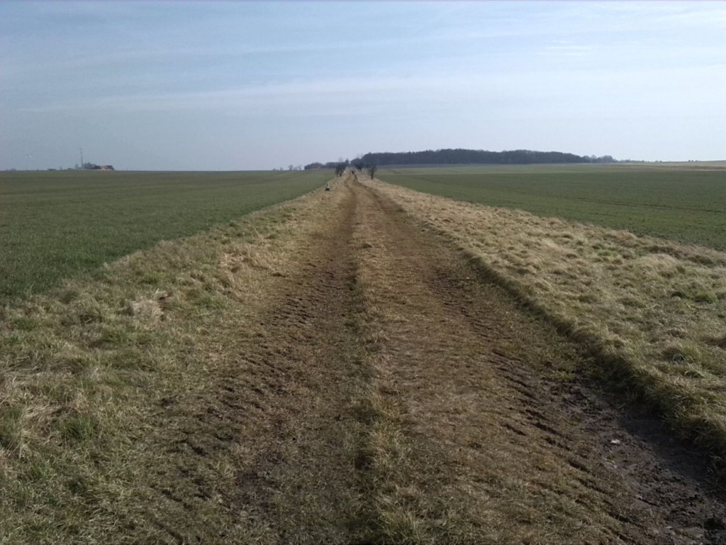 5-Brachstedt Weg Burgstetten Wurp Blick Nach Osten Zum Burgstettenwald  (2)