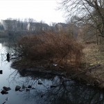 6-Weißenfels Auenwald Westlich Große Brücke & Südlich Eisenbahnstrecke Ostteil Blick Von Unter Großer Brücke Nach Westen (1)