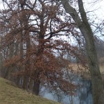 73-Leuna Saalealtarm Nordwestrand Göhlitzscher Holz Blick Nordosten (2)