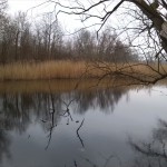 75-Leuna Saalealtarm Nordwestrand Göhlitzscher Holz Blick Nordwesten (1)