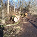 8-Gefällte Hybridpappel Ostrand Mittelteil Peißnitz Blick Entlang Saaleuferweg Nach Norden (2)