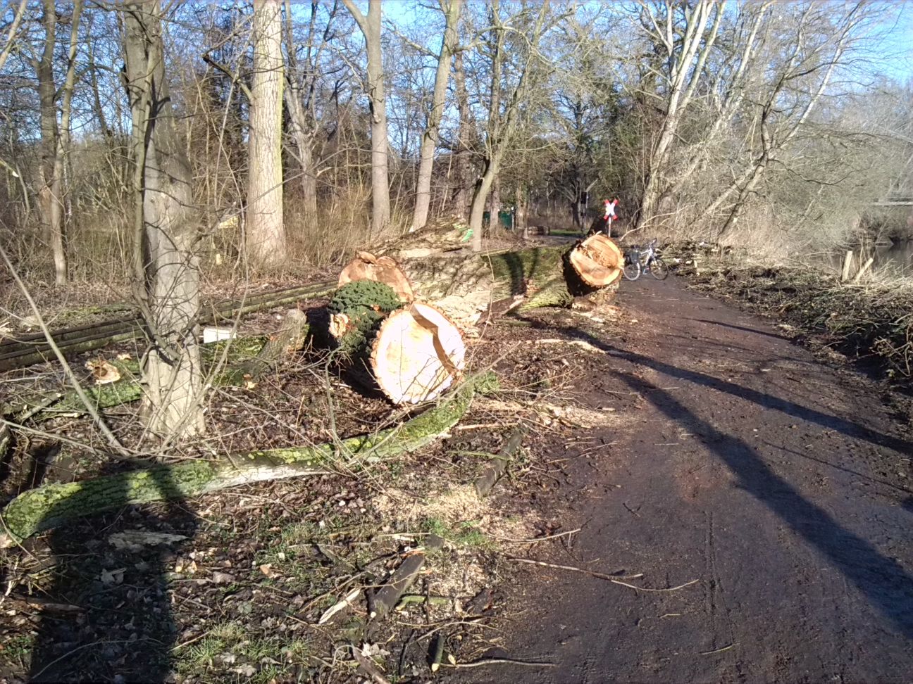 8-Gefällte Hybridpappel Ostrand Mittelteil Peißnitz Blick Entlang Saaleuferweg Nach Norden (2)
