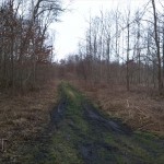 81-Östlicher Mittelteil Göhlitzscher Holz Blick Nach Südwesten (2)