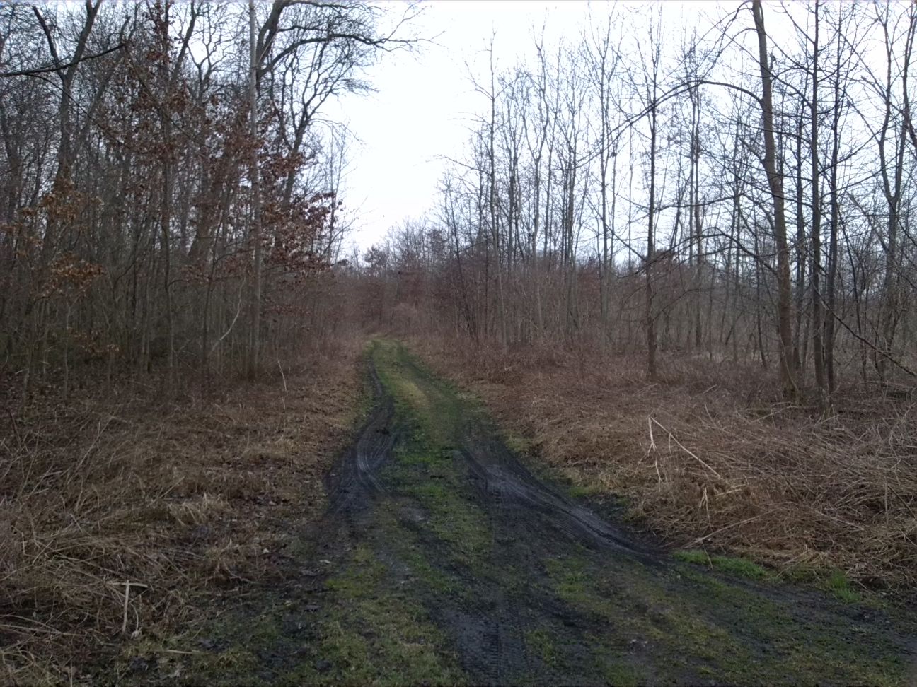 81-Östlicher Mittelteil Göhlitzscher Holz Blick Nach Südwesten (2)