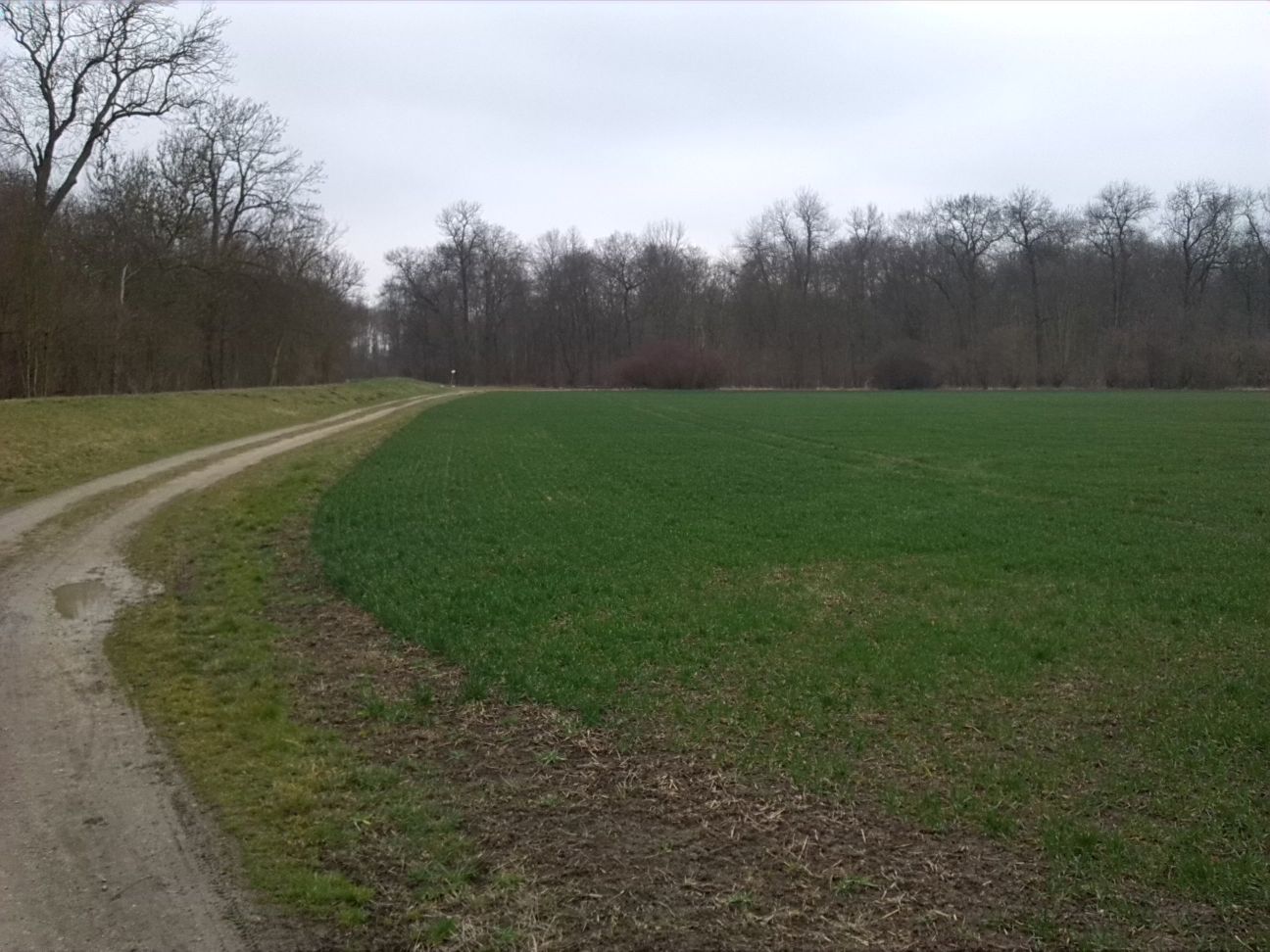 87-Merseburg Blick Zu Südostrand Fasanerie (1)