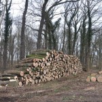 Schutz und Erhalt des Zörbiger Strengbaches sowie der Parkan-lagen in Dammendorf und Quetz Bild 1