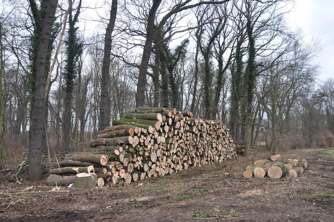 Schutz und Erhalt des Zörbiger Strengbaches sowie der Parkan-lagen in Dammendorf und Quetz Bild 1