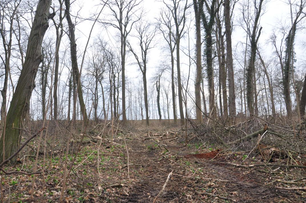 Schutz und Erhalt des Zörbiger Strengbaches sowie der Parkan-lagen in Dammendorf und Quetz Bild 2