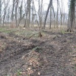 Schutz und Erhalt des Zörbiger Strengbaches sowie der Parkan-lagen in Dammendorf und Quetz Bild 4