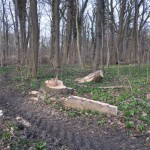 Schutz und Erhalt des Zörbiger Strengbaches sowie der Parkan-lagen in Dammendorf und Quetz Bild 6