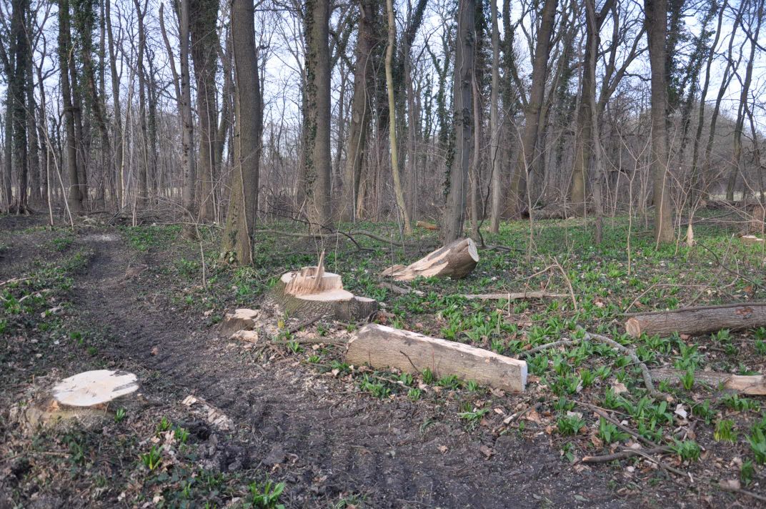Schutz und Erhalt des Zörbiger Strengbaches sowie der Parkan-lagen in Dammendorf und Quetz Bild 6