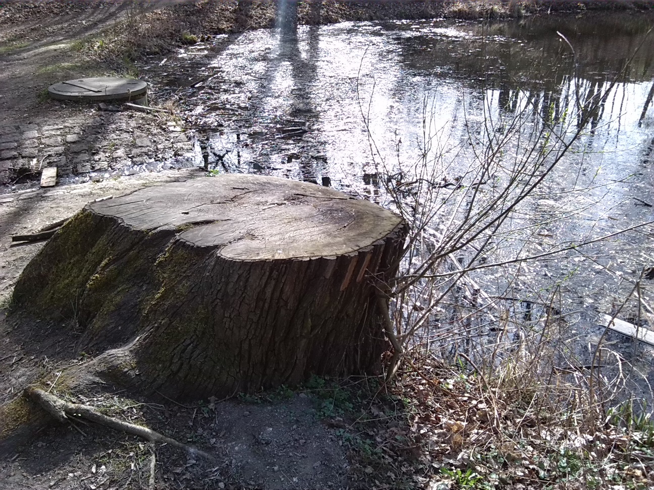 12-Abfluss Unterer Kreuzer Teich & Abgeholzte Silberweide (1a)