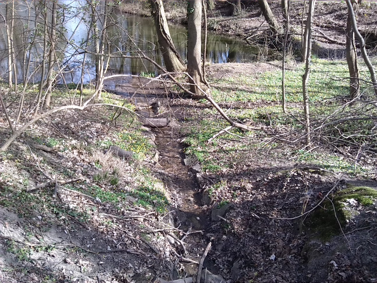 14-Blick Von Mittleren Kreuzer Teich Über Abfluss Zu Unteren Kreuzer Teich (2a)