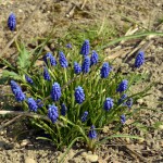 15-Frühere Kleingartenanlage Südlich Braunsche Lache Direkt Östlich Fürst Franz Weg Große Traubenhyazinthe Muscari racemosum