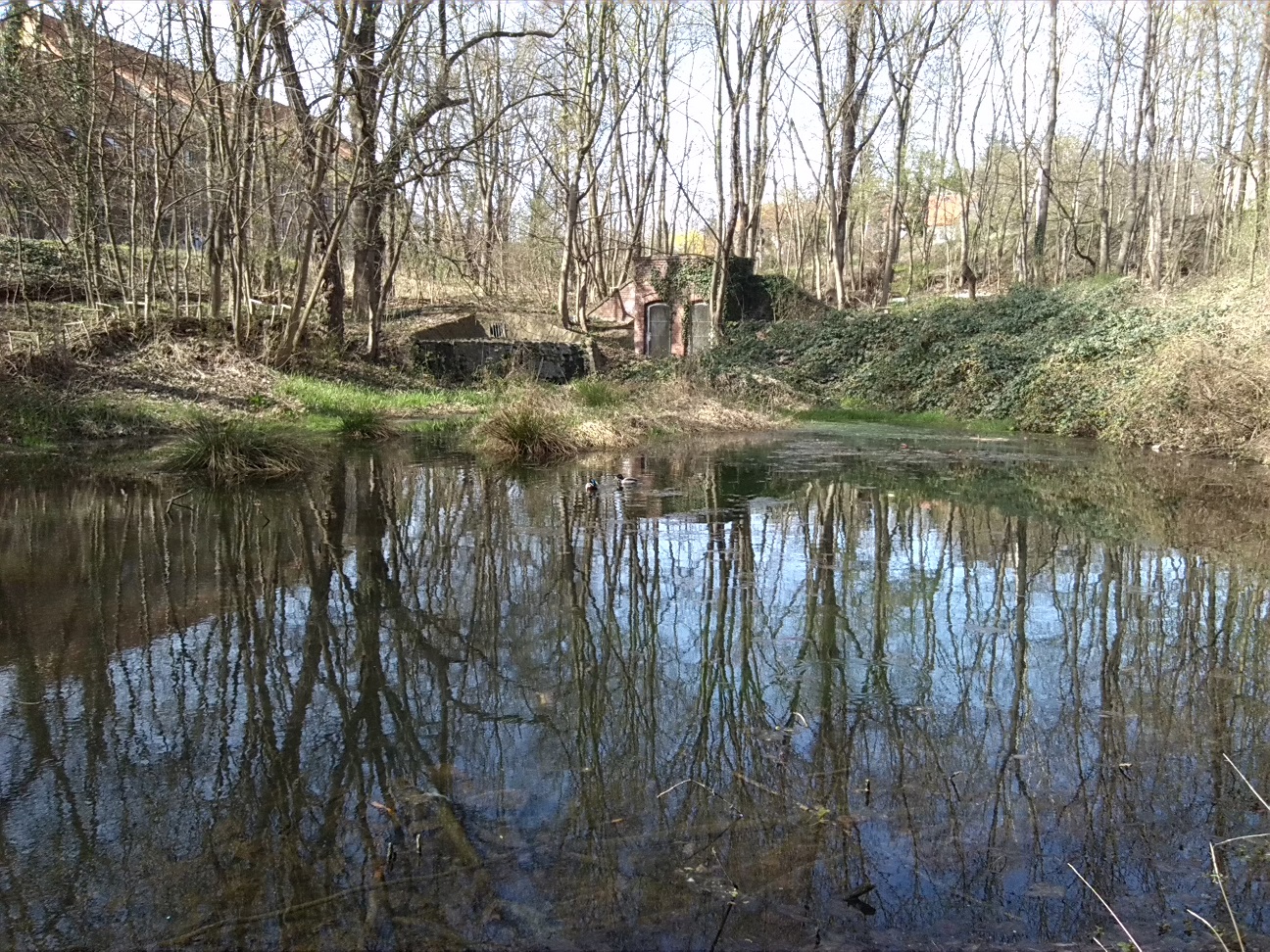 16-Blick Zum Oberen Kreuzer Teich Von Süden (1a)