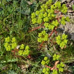 17-Frühere Kleingartenanlage Südlich Braunsche Lache Direkt Östlich Fürst Franz Weg Mandelblättrige Wolfsmilch Euphorbia amygdaloides