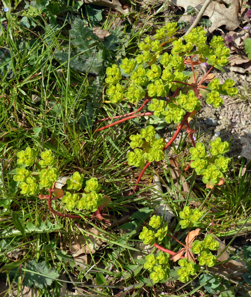 17-Frühere Kleingartenanlage Südlich Braunsche Lache Direkt Östlich Fürst Franz Weg Mandelblättrige Wolfsmilch Euphorbia amygdaloides