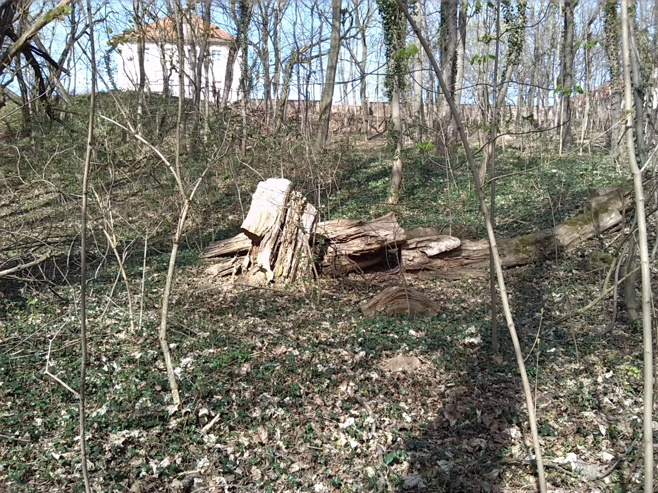 20-Totholz Im Wald Nördlich Unteren Kreuzer Teich (2a)