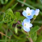 22-Frühere Kleingartenanlage Südlich Braunsche Lache Direkt Östlich Fürst Franz Weg Südlich Weg Persischer Ehrenpreis Veronica persica