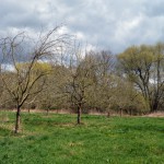 23-Südrand Streuobstwiese Nordwestlich Von Landhaus Blick Von Südwest Nach Nordost