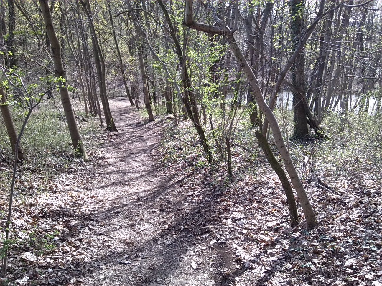 24-Blick Über Weg Nach Norden Zu Unteren Kreuzer Teich (2a)
