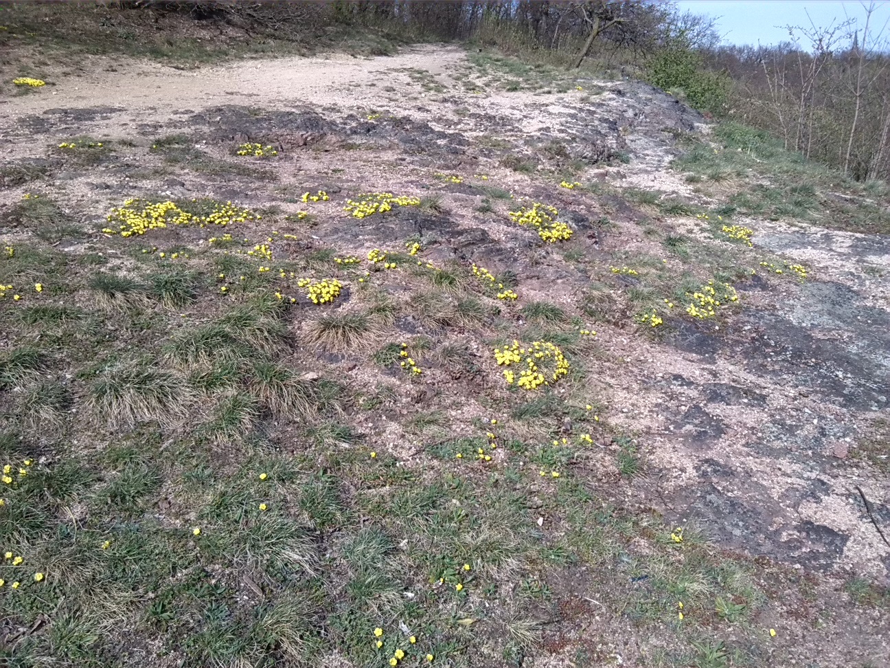 26-Blick Zu Felsflur Mit Frühlingsfingerkraut (1a)