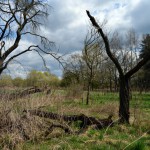 27-Streuobstwiese Östlich Braunsche Lache Blickachse Nordwest Südost