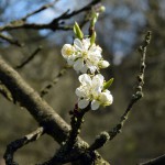 27-Streuobstwiese Östlich Braunsche Lache Blickachse Süd Nord Blüte Pflaume