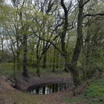 31-Auskolkung Nordöstlich MuldeJagdbrücke & Südöstlich Fürst Franz Weg