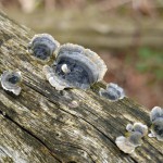 32-Totholz Mit Pilzen Waldstück Zwischen Mulde & Fließgraben Am Fürst Franz Weg