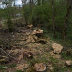 33-Abholzungen Gemeine Esche Waldstück Zwischen Mulde & Fließgraben Am Südostrand Fürst Franz Weg