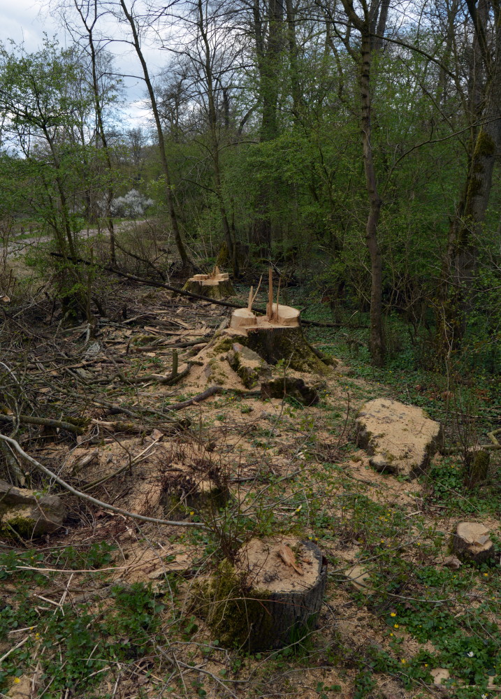 33-Abholzungen Gemeine Esche Waldstück Zwischen Mulde & Fließgraben Am Südostrand Fürst Franz Weg