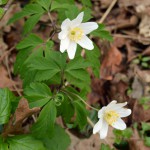 33-Buschwindröschen Anemone nemorosa Waldstück Zwischen Mulde & Fließgraben Am Fürst Franz Weg